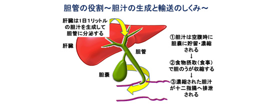 原発 性 硬化 性 胆管 炎