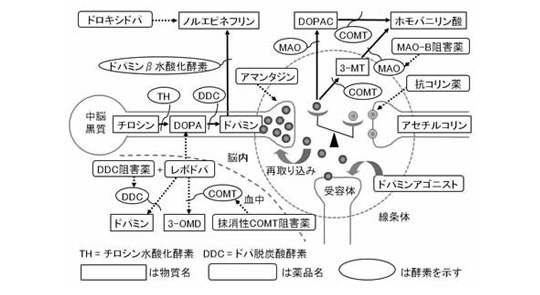 図はパーキンソン病治療の基本となる薬物療法の各種薬がドパミン生成に関与することを示す